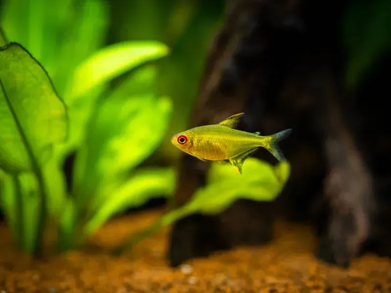Imagem do Tetra Limão